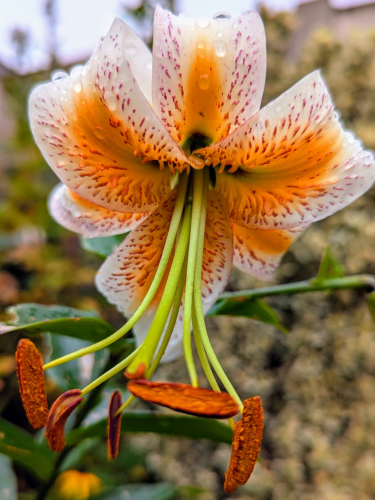 Buy Lily Bulbs | Lady Alice Species Lily | award winning Harts Nursery